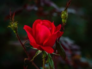 Preview wallpaper rose, red, bud, bush, garden, petals