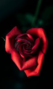Preview wallpaper rose, red, bud, petals, closeup