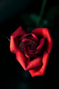 Preview wallpaper rose, red, bud, petals, closeup