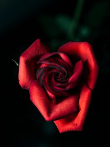 Preview wallpaper rose, red, bud, petals, closeup