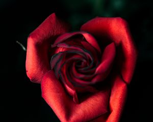 Preview wallpaper rose, red, bud, petals, closeup