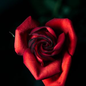 Preview wallpaper rose, red, bud, petals, closeup