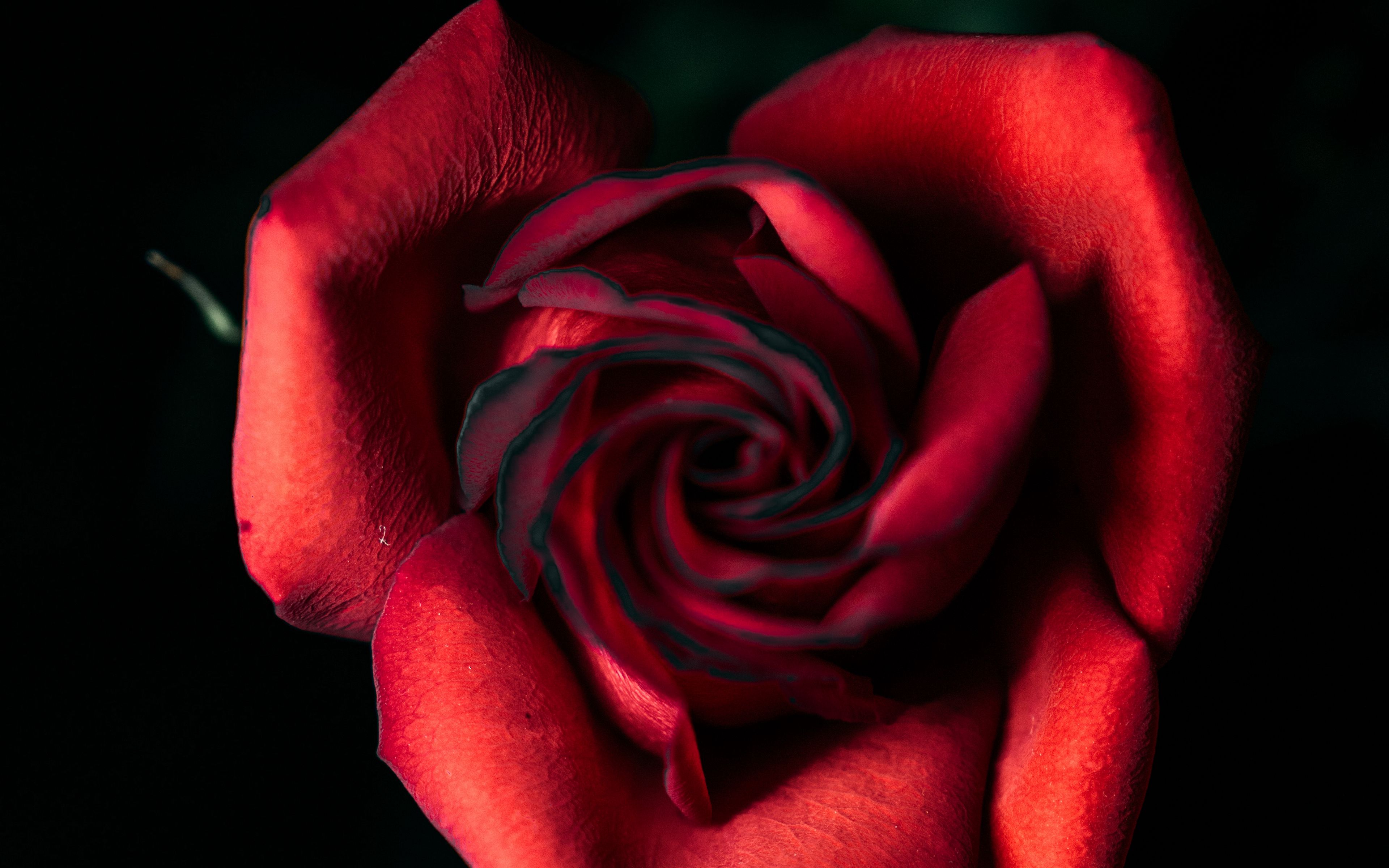 Download wallpaper 3840x2400 rose, red, bud, petals, closeup 4k ultra