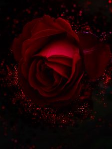 Preview wallpaper rose, red, bud, glare, shine
