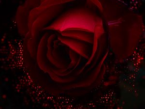 Preview wallpaper rose, red, bud, glare, shine