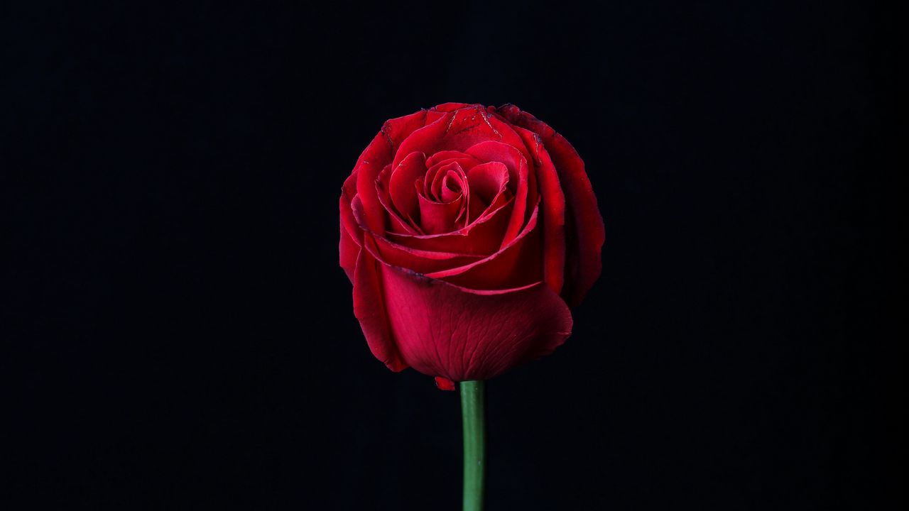 Wallpaper rose, red, bud, flower, dark