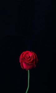 Preview wallpaper rose, red, bud, flower, dark