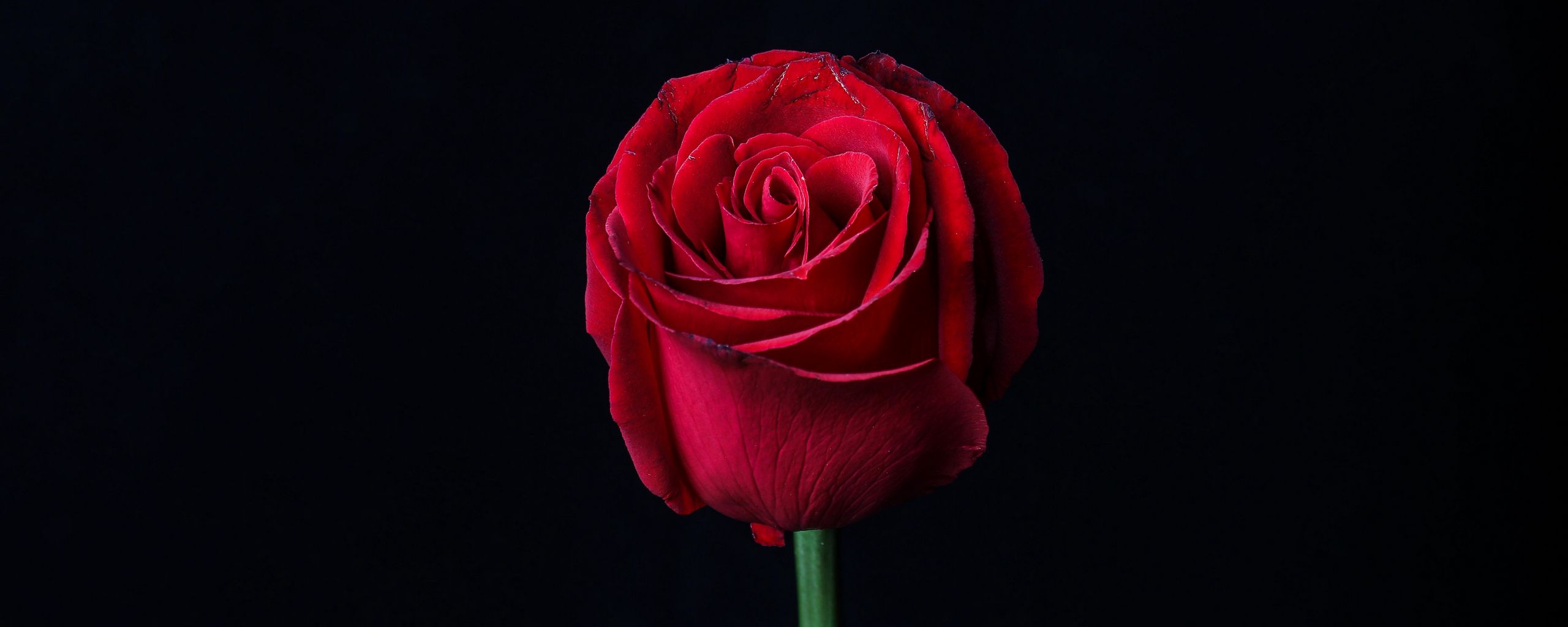 2560x1024 Wallpaper rose, red, bud, flower, dark