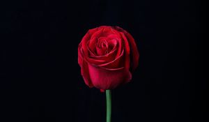 Preview wallpaper rose, red, bud, flower, dark