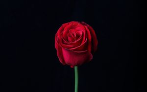 Wallpaper rose, red, flower, bud hd, picture, image