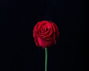 Preview wallpaper rose, red, bud, flower, dark