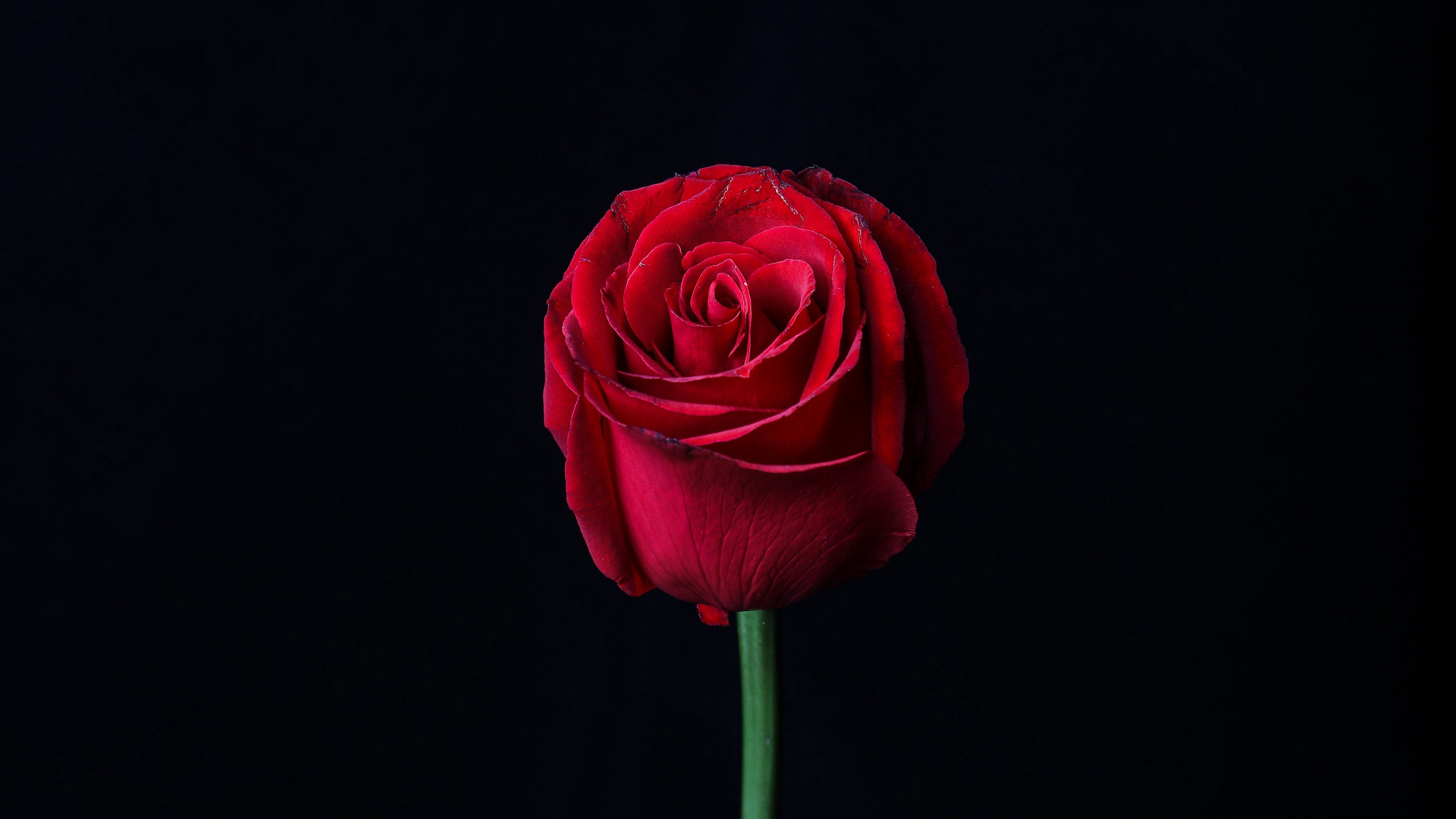 Download wallpaper 3840x2160 rose, red, bud, flower, dark 4k uhd 16:9 ...