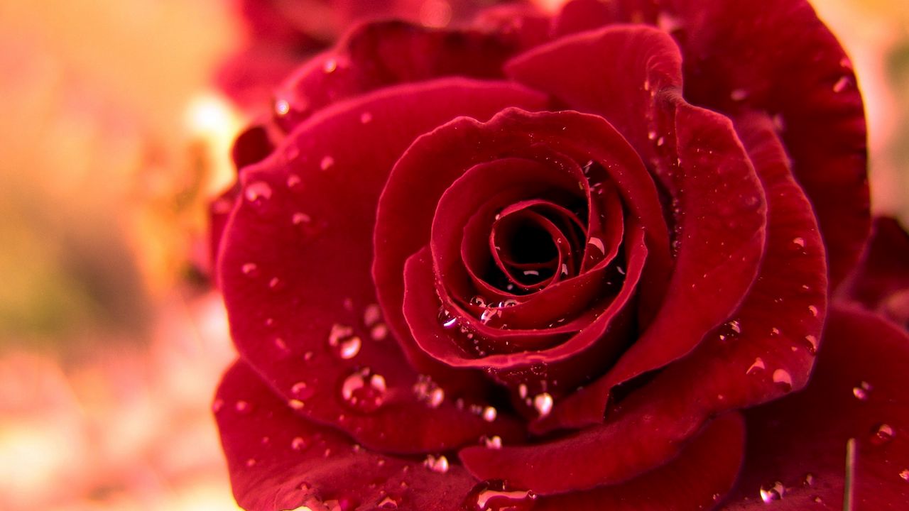 Wallpaper rose, red, bud drop, dew