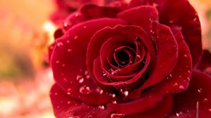 Preview wallpaper rose, red, bud drop, dew