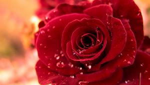 Preview wallpaper rose, red, bud drop, dew