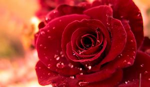 Preview wallpaper rose, red, bud drop, dew