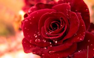 Preview wallpaper rose, red, bud drop, dew