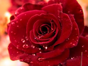 Preview wallpaper rose, red, bud drop, dew