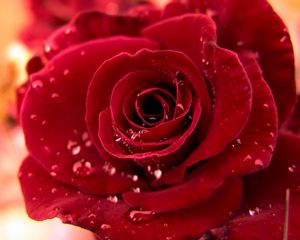 Preview wallpaper rose, red, bud drop, dew