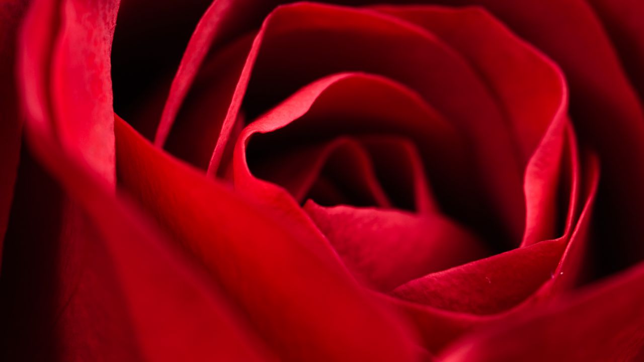 Wallpaper rose, red, close-up, petals, flower, macro