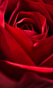 Preview wallpaper rose, red, close-up, petals, flower, macro