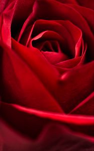 Preview wallpaper rose, red, close-up, petals, flower, macro