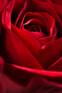 Preview wallpaper rose, red, close-up, petals, flower, macro