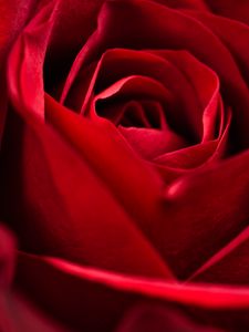 Preview wallpaper rose, red, close-up, petals, flower, macro