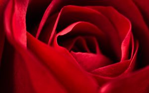 Preview wallpaper rose, red, close-up, petals, flower, macro