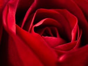 Preview wallpaper rose, red, close-up, petals, flower, macro