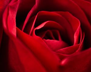 Preview wallpaper rose, red, close-up, petals, flower, macro