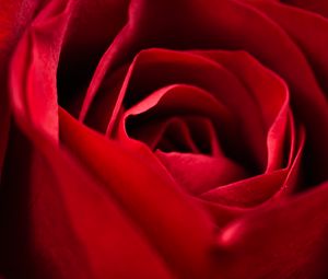 Preview wallpaper rose, red, close-up, petals, flower, macro