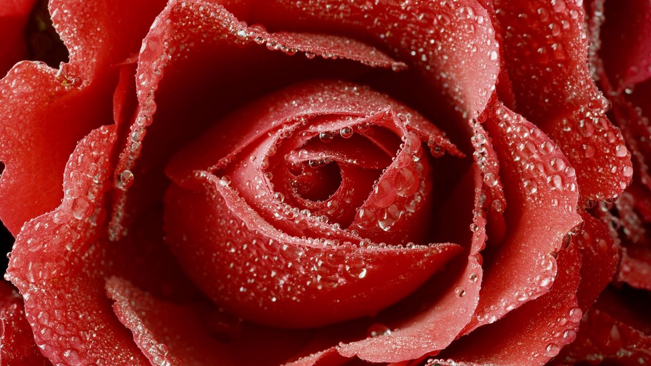 Wallpaper rose, red, drop, bud, macro