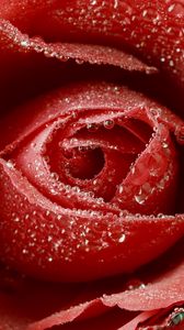 Preview wallpaper rose, red, drop, bud, macro