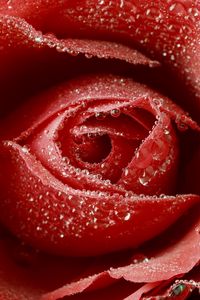 Preview wallpaper rose, red, drop, bud, macro