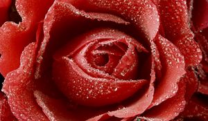 Preview wallpaper rose, red, drop, bud, macro