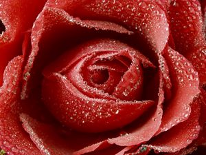 Preview wallpaper rose, red, drop, bud, macro