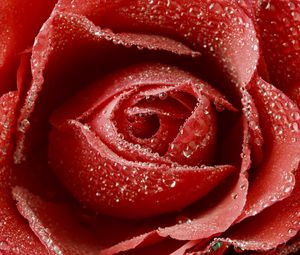 Preview wallpaper rose, red, drop, bud, macro