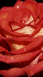 Preview wallpaper rose, red, drop