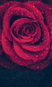 Preview wallpaper rose, red, drops, close-up