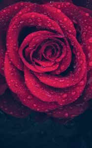 Preview wallpaper rose, red, drops, close-up
