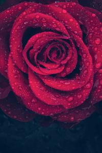 Preview wallpaper rose, red, drops, close-up