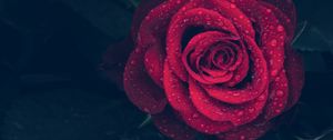 Preview wallpaper rose, red, drops, close-up