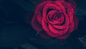 Preview wallpaper rose, red, drops, close-up