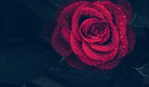 Preview wallpaper rose, red, drops, close-up