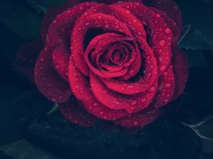 Preview wallpaper rose, red, drops, close-up
