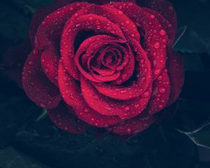 Preview wallpaper rose, red, drops, close-up