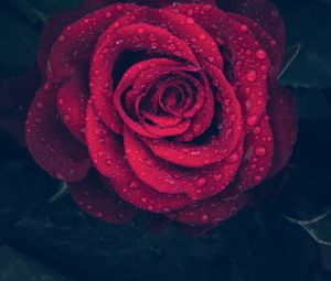 Preview wallpaper rose, red, drops, close-up