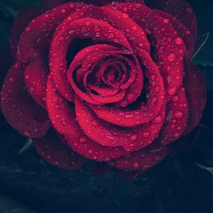 Preview wallpaper rose, red, drops, close-up