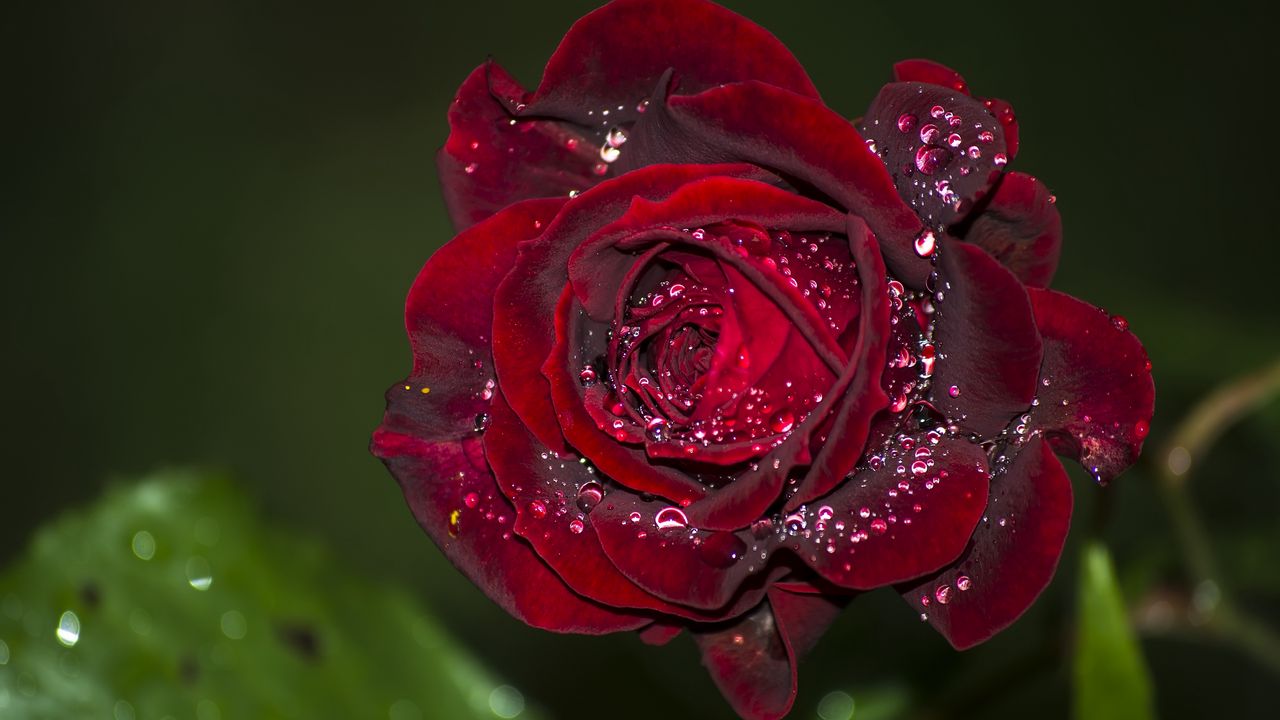 Wallpaper rose, red, drops, macro